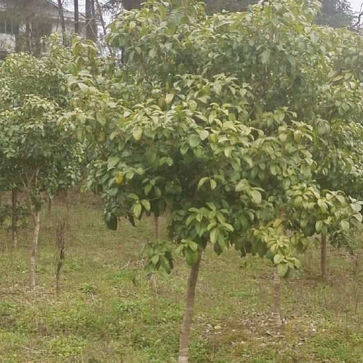 余庆县5公分四季桂（苗圃直供，价格实惠）