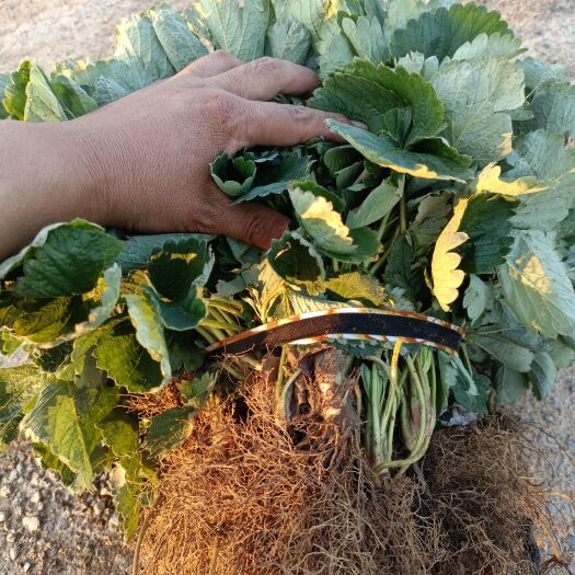 新泰市粉玉草莓苗批发价低至五毛