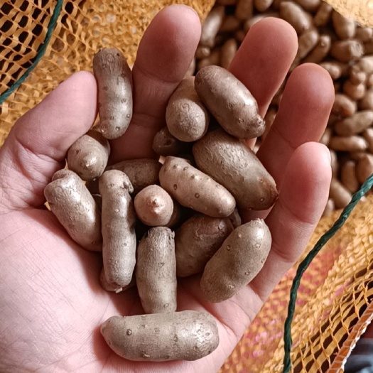 白山药豆，小白嘴山药豆，糖葫芦山药豆