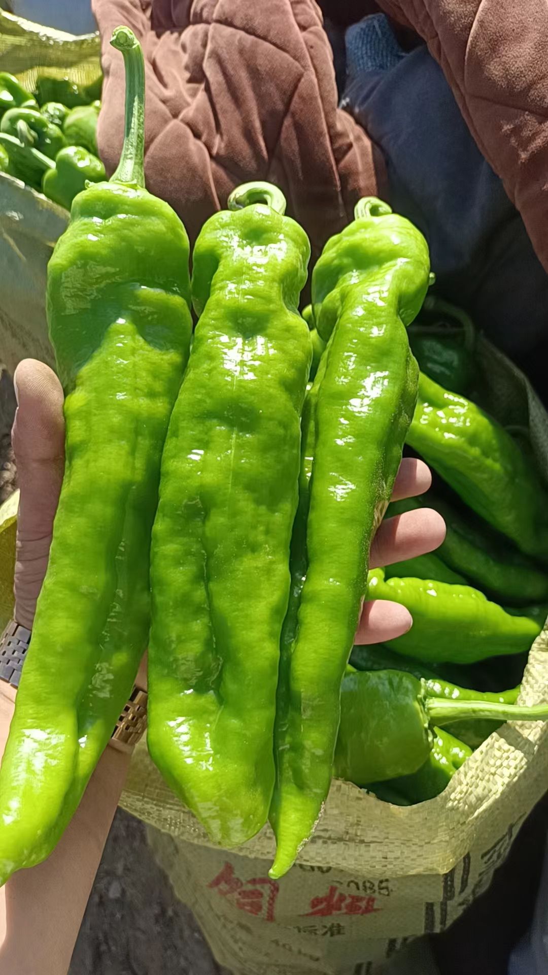 河南夏邑辣椒大量上市 301辣椒 品类齐全 鲜货现发