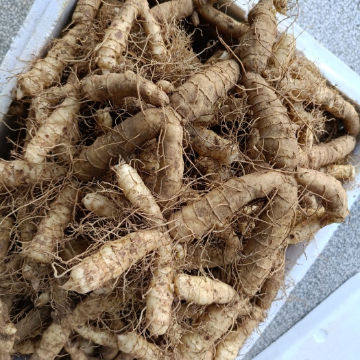 连州市新鲜玉竹，大竹，中竹，小竹。