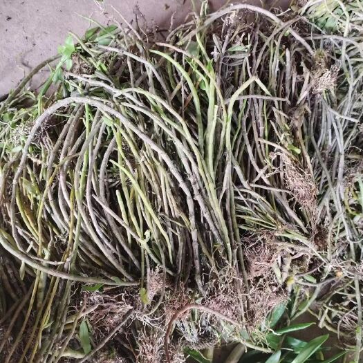 思茅云南普洱天宫石斛