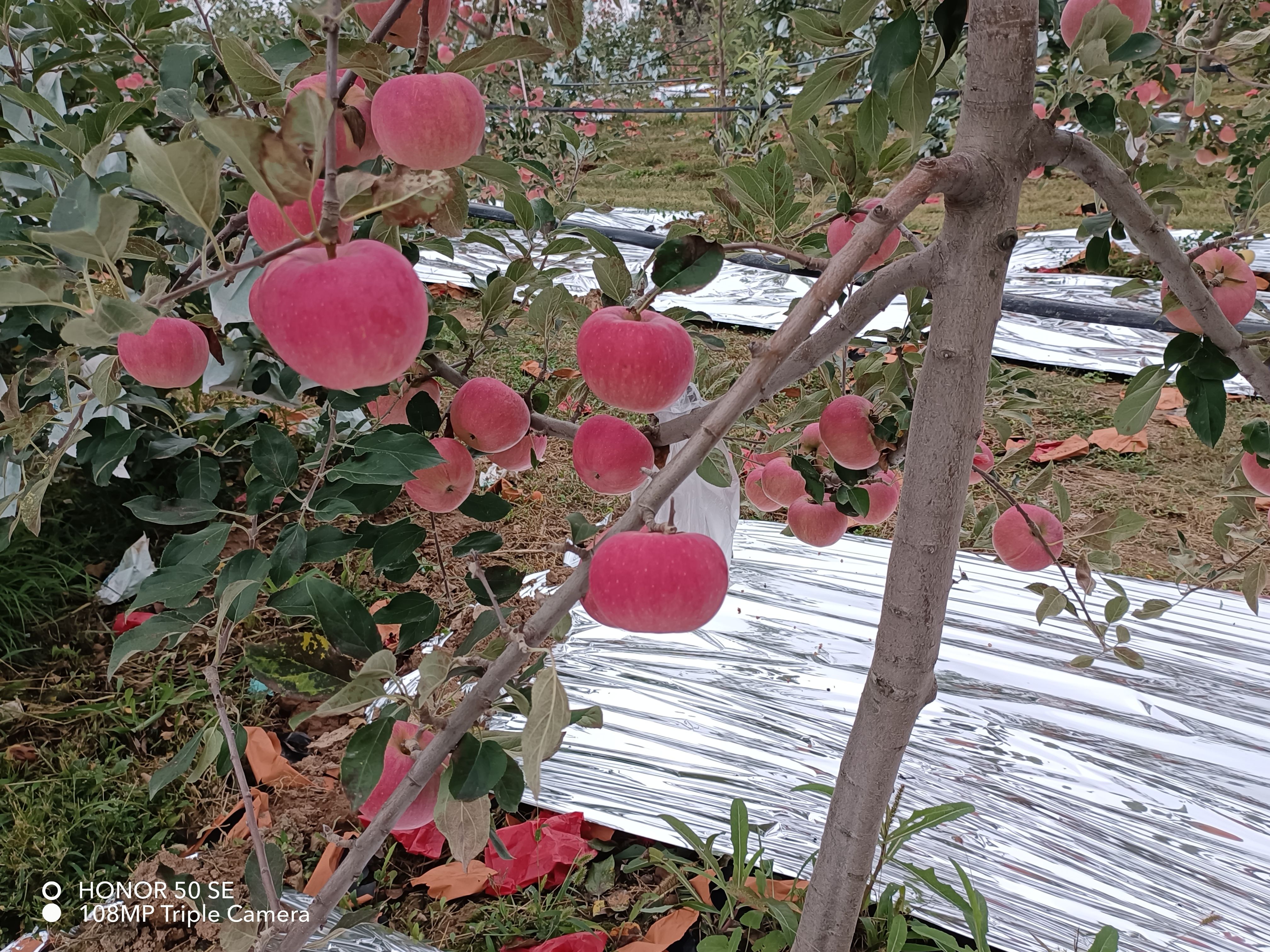 白水苹果.瑞阳果大量上市
