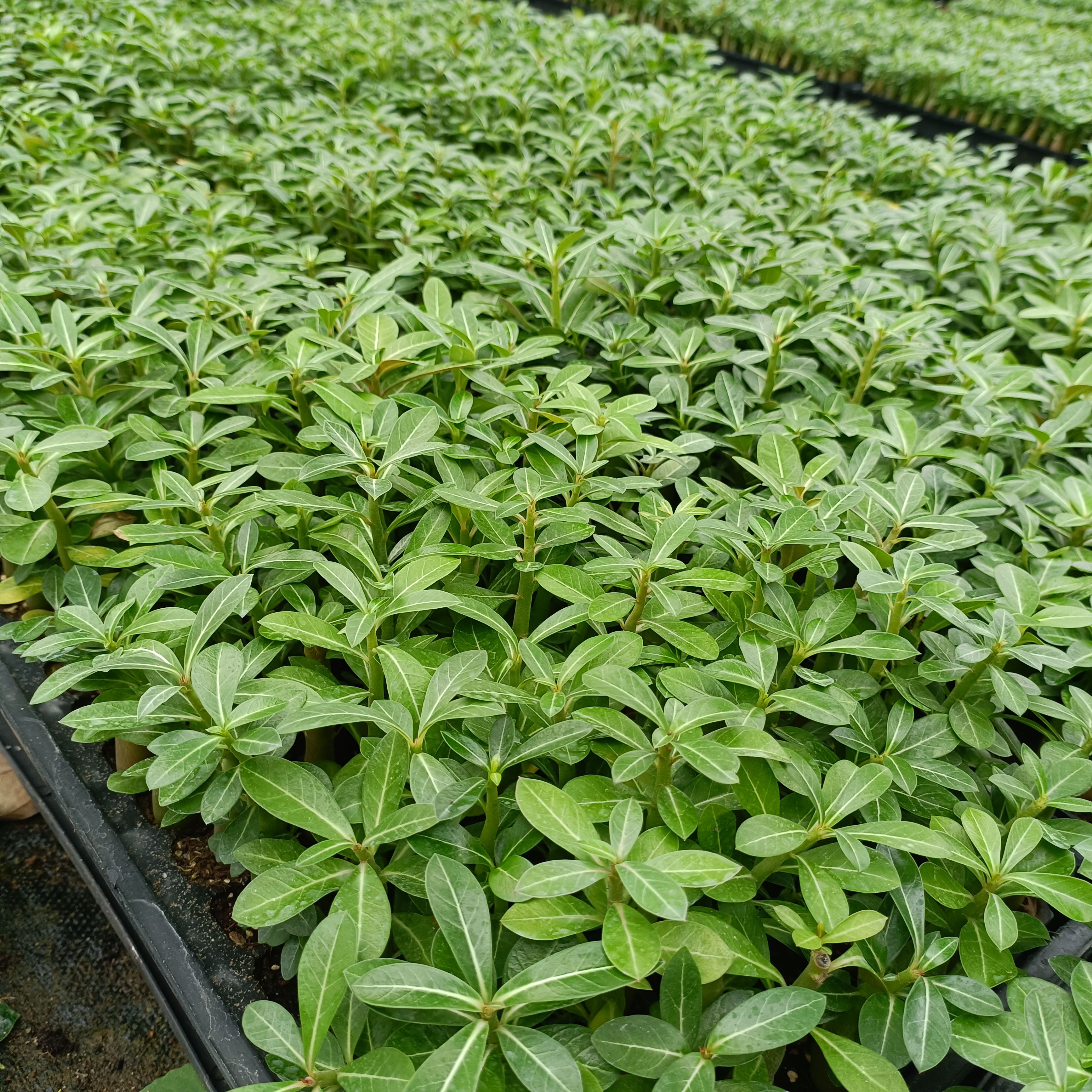 沙漠玫瑰苗 室内花卉盆栽绿植 多肉观花观型植物