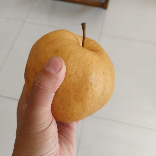 济南金果梨