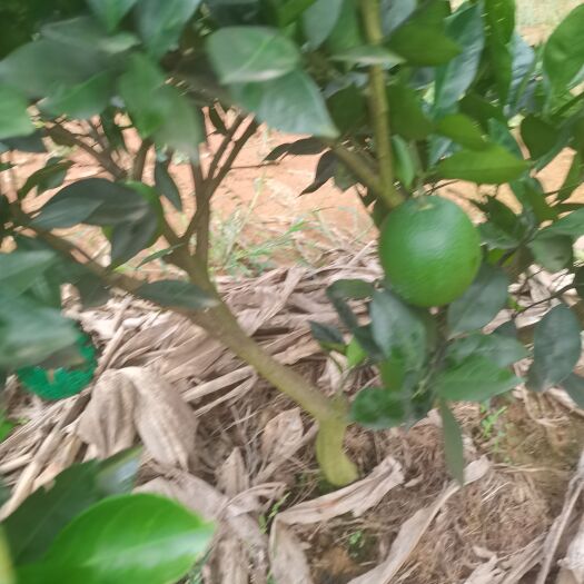 邵阳县卡拉卡拉红肉脐橙苗