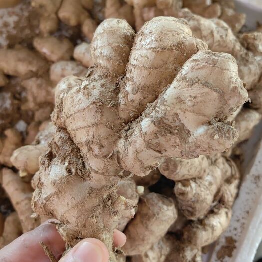 晋江市大小老黄姜 永春  有量有价