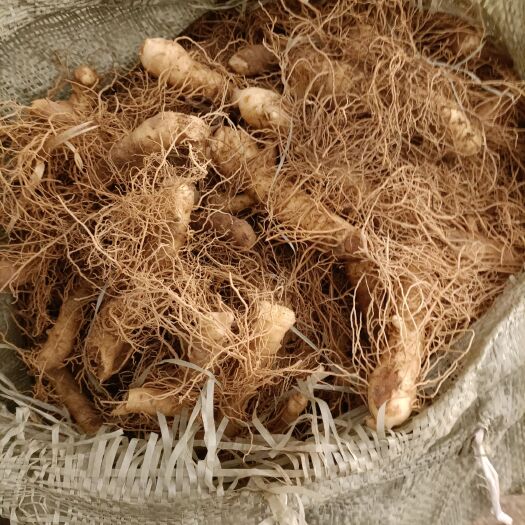 溆浦县鲜玉竹