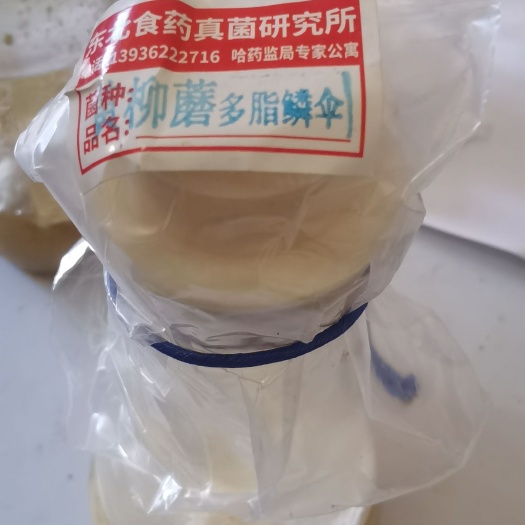 柳蘑，多脂鳞伞，黄伞，柳香
