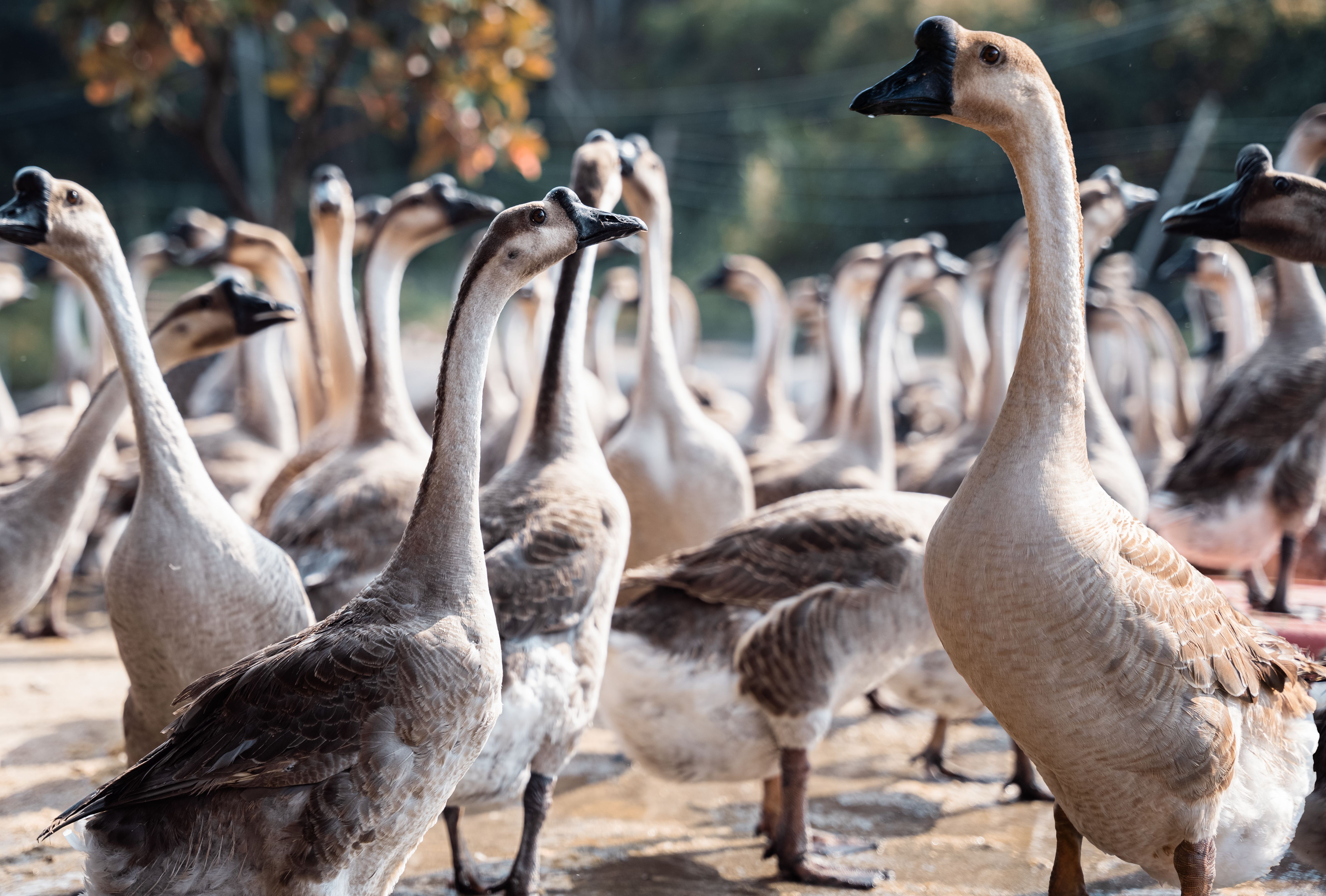 广东清远本地乌鬃鹅