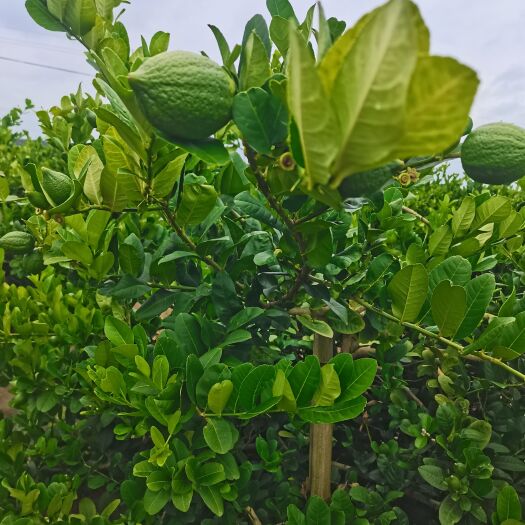 湛江广东香水柠檬