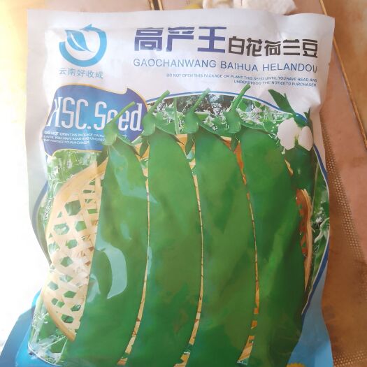 昆明荷兰豆种子