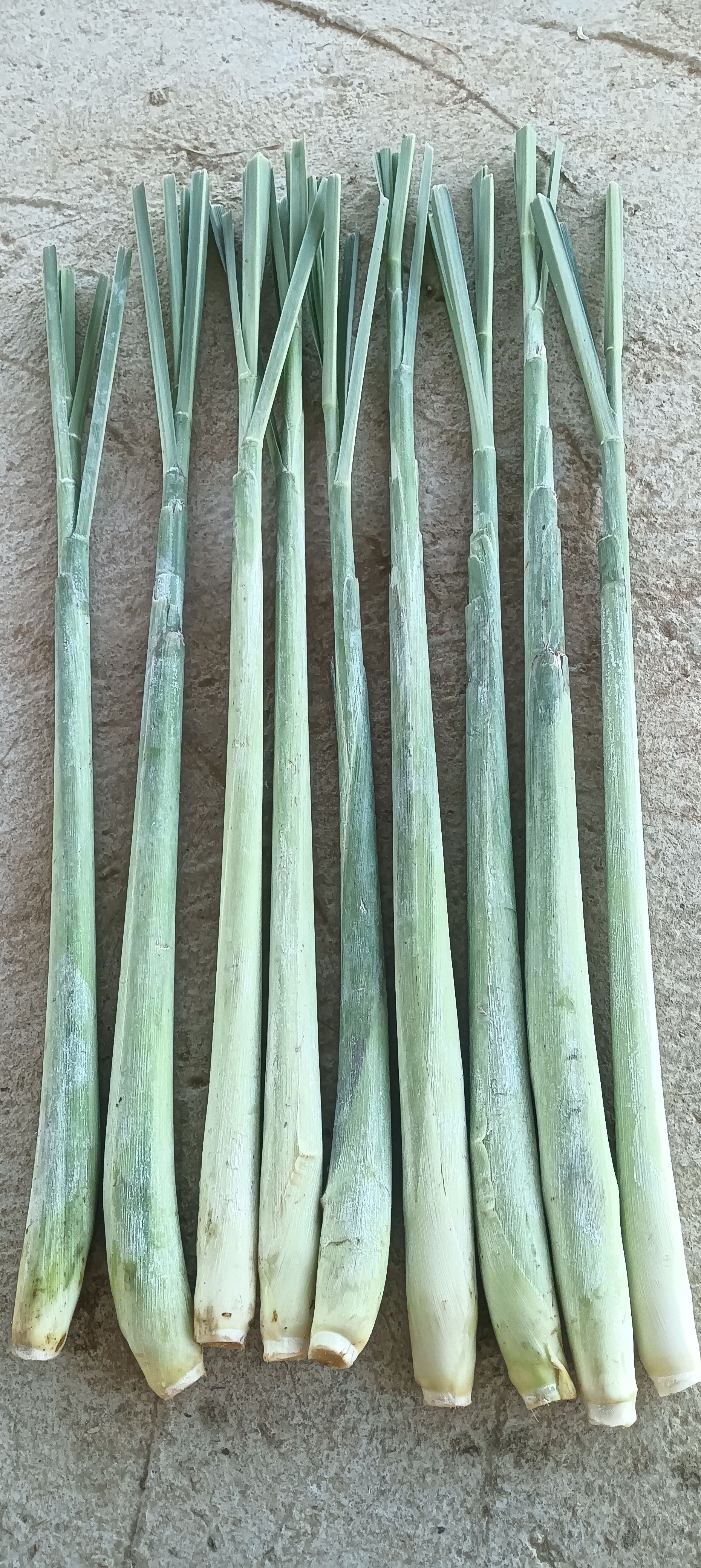 新鲜香茅草，泰国冬阴功汤料，青绿大条，质优价廉，基地直供