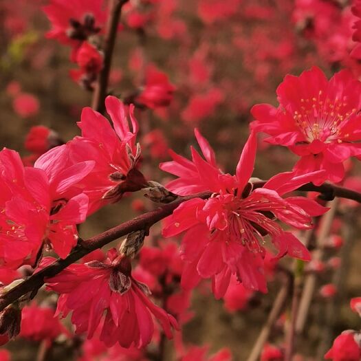 鄢陵县菊花碧桃小苗
