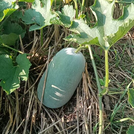 万吨水果冬瓜种植基地，大量供应！