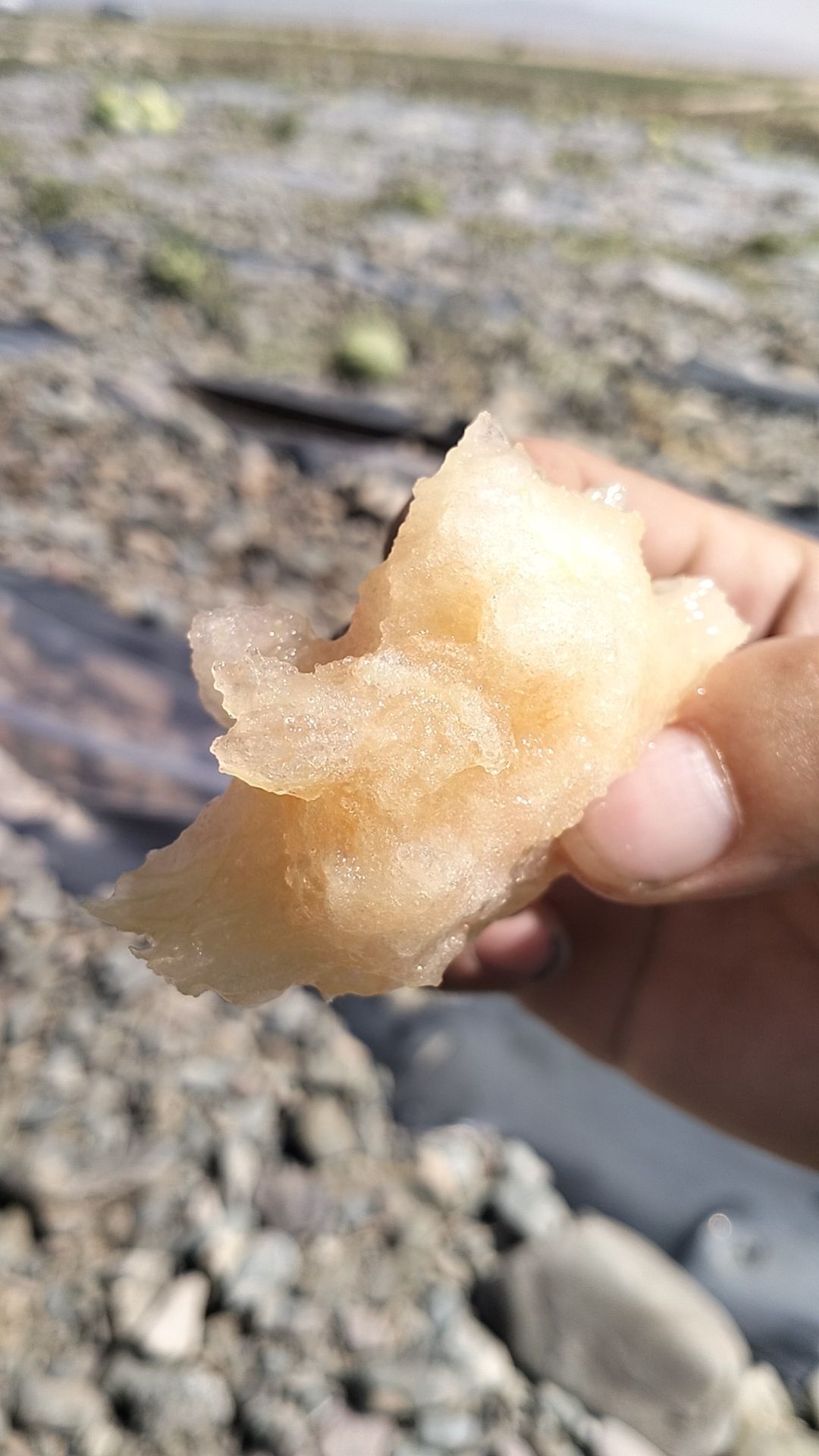 景泰砂地籽瓜