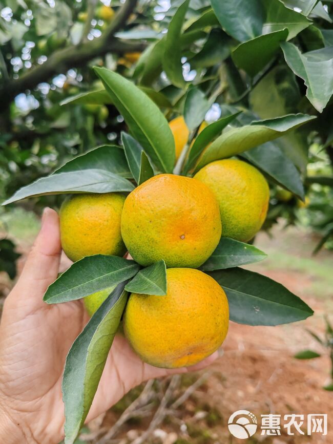 湖北特早蜜桔  皮薄 酸甜多汁 全国发货