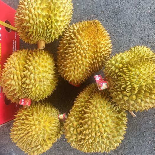 广州金枕