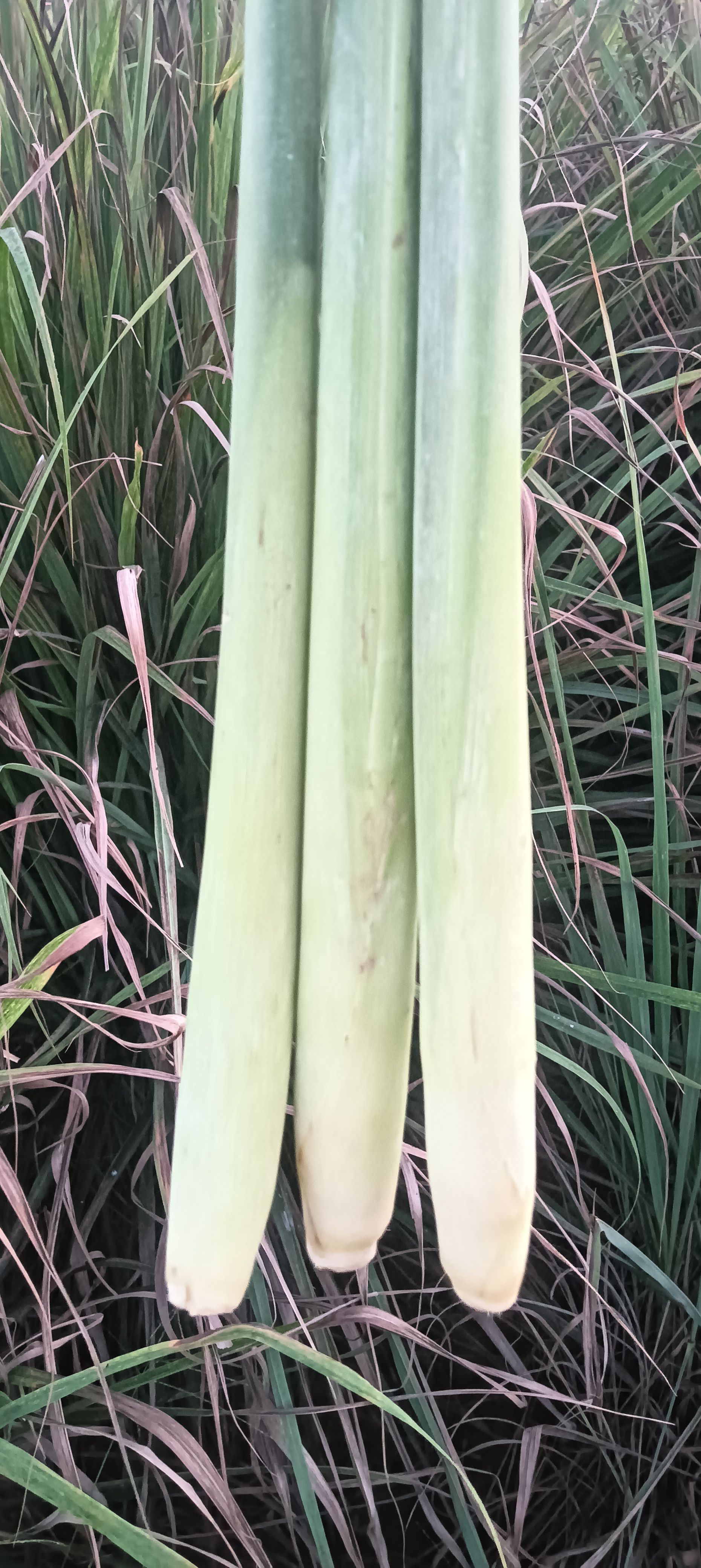 新鲜香茅草，泰国冬阴功汤料，青绿大条，质优价廉，基地直供