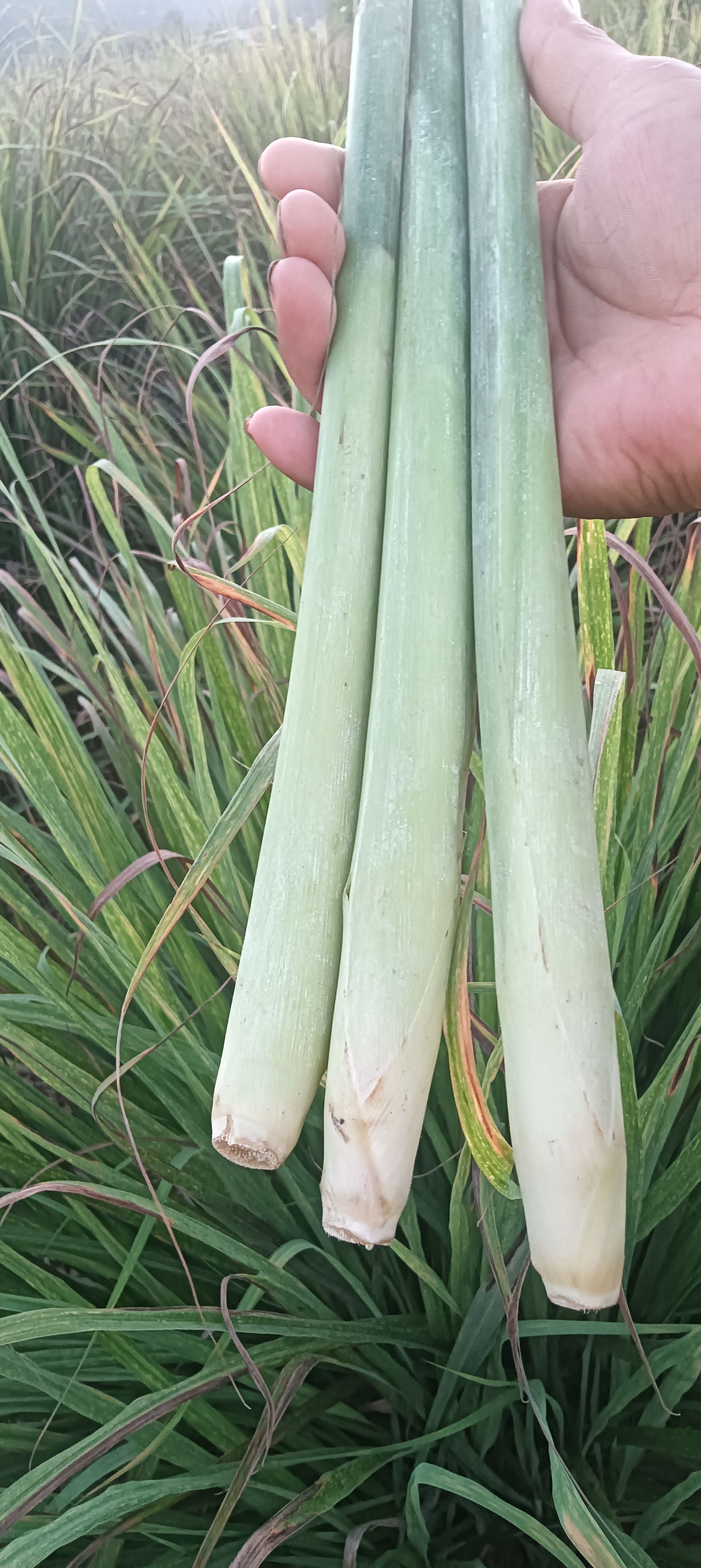 新鲜香茅草，泰国冬阴功汤料，青绿大条，质优价廉，基地直供