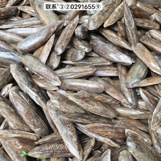 贺州长矛蚌刀蚬。。