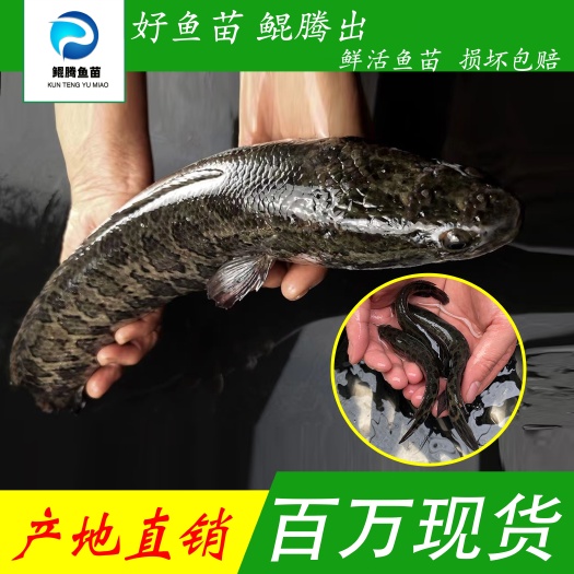 乌鳢苗 乌鱼苗 鲲腾鱼苗 好鱼苗鲲腾出 产地直销百万现货