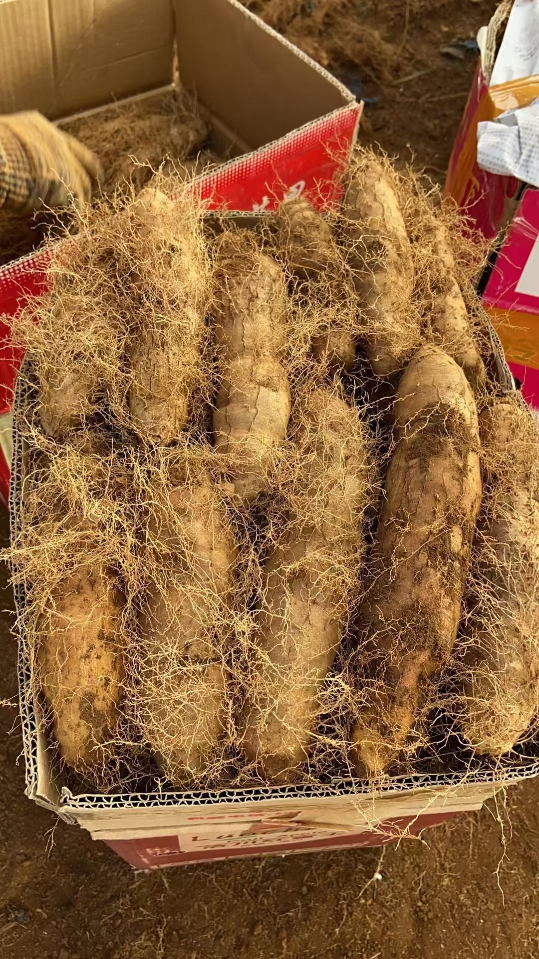 新鲜毛薯