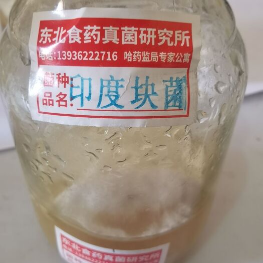 哈尔滨印度块菌液体菌，松露一级菌，松露菌种，栽培菌种