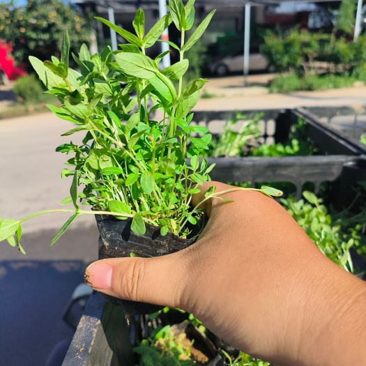 青州市千屈菜 水生植物 大量现货 爆盆发货