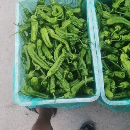 沈丘县301辣椒