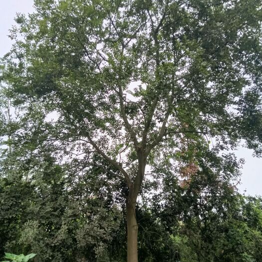 常德朴树，桂花树，毛坯罗汉松