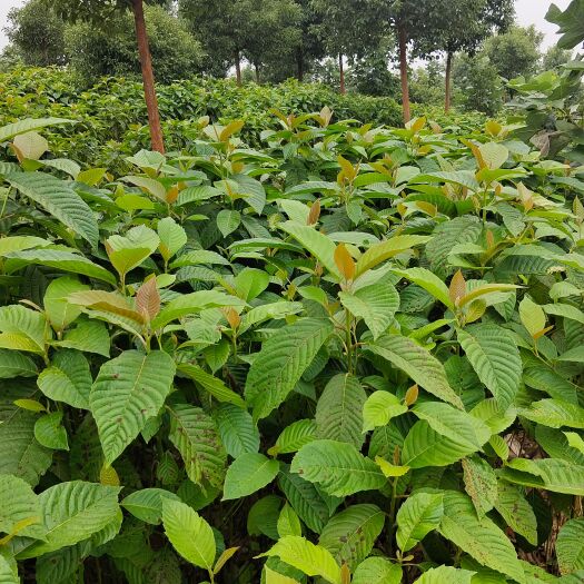 九江喜树，喜树小苗地径0.5一2公分有现货供应！欢迎来电咨询！