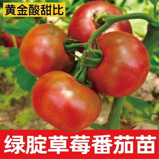 绿肩草莓西红柿苗原装草莓西红柿苗酸甜口纯甜口四季可种