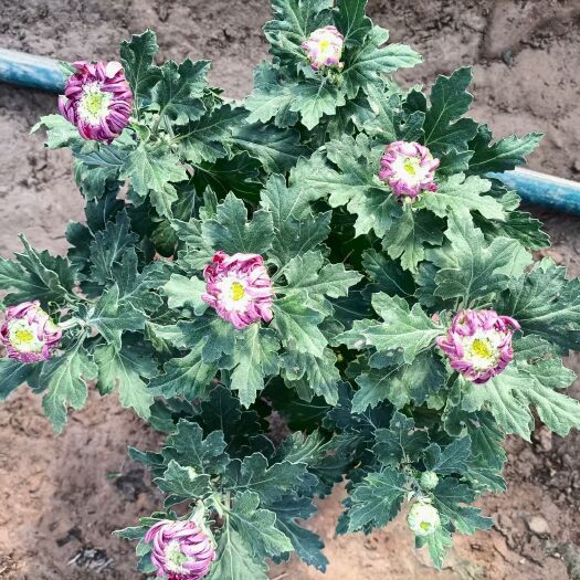 青州市大菊花 菊花造型 菊花展租摆用 金玉满堂