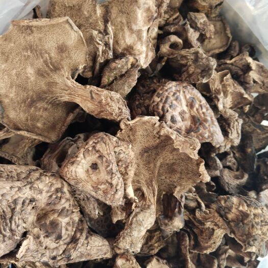 武定县货源充足虎掌菌
