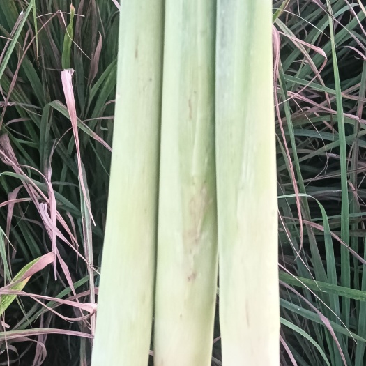 新鲜香茅草，泰国冬阴功汤料，青绿大条，质优价廉，基地直供