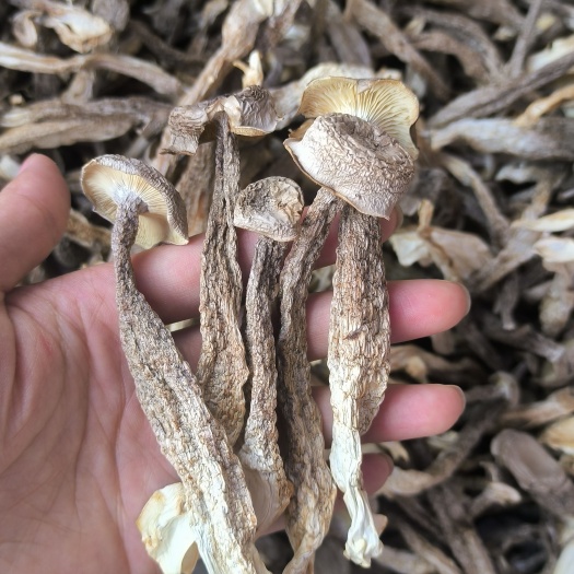 鹿茸菇中条