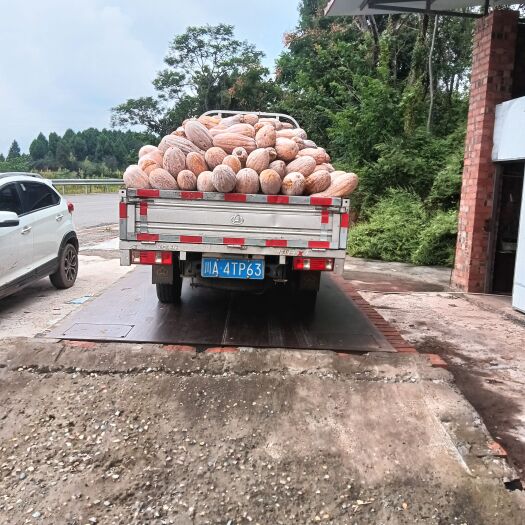 简阳市蜜本南瓜全黄，自然放黄的