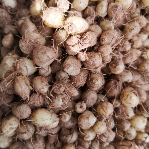 天然小圆白芨