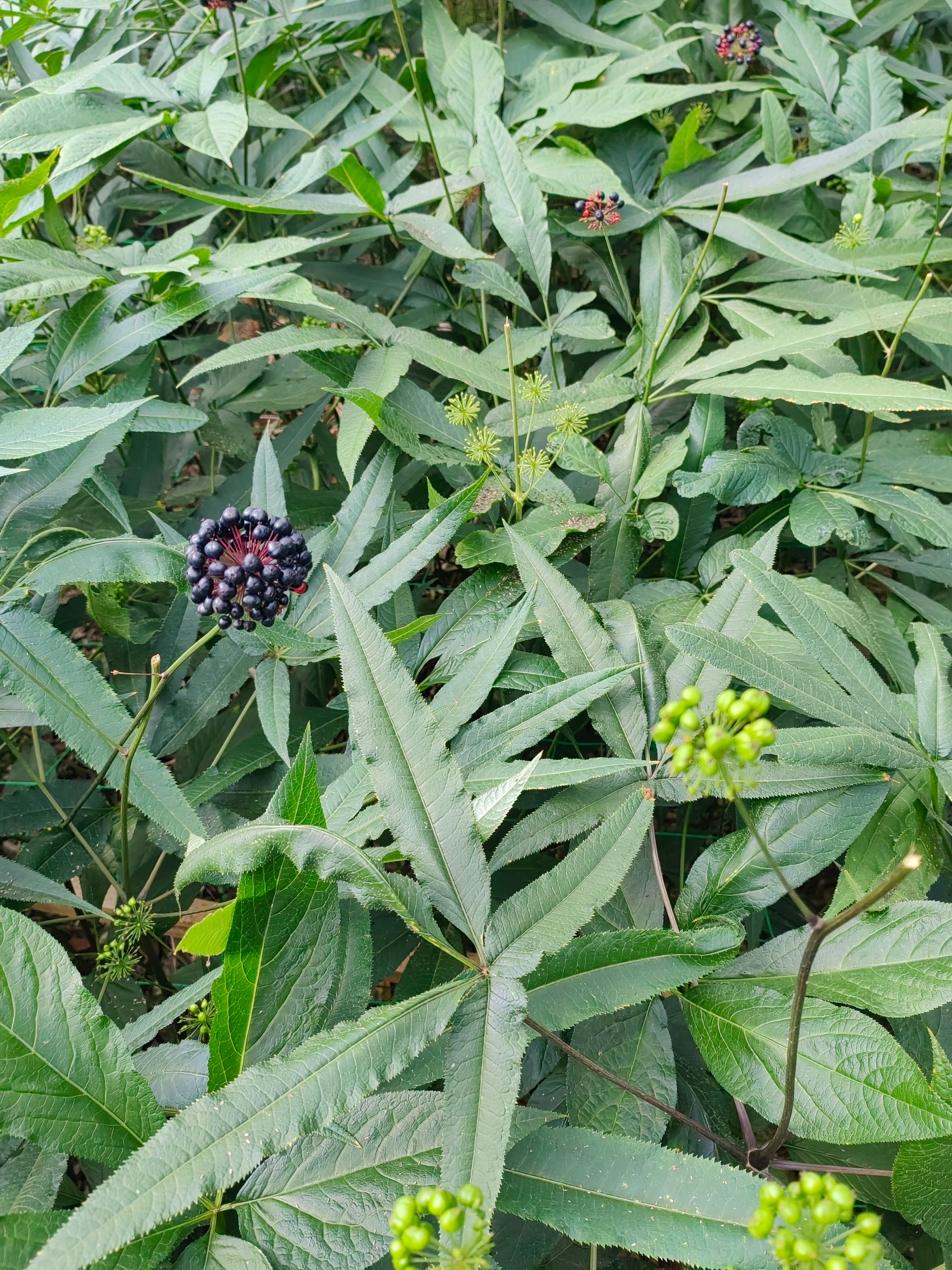 龙陵县竹节参种子