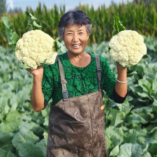 精品有机花2-4斤净菜✔菜花✔散花✔✔山东高青万亩✔产地直销