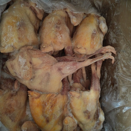 成都鸡 红毛老母鸡贵州两年生老母鸡 全净膛免清洗手撕鸡椒麻鸡专用