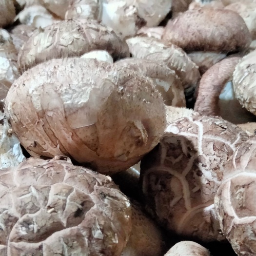 泌阳县香茹