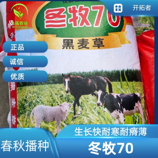 冬牧草种子 冬牧70种子到货，耐寒性强，生长快，利用率高