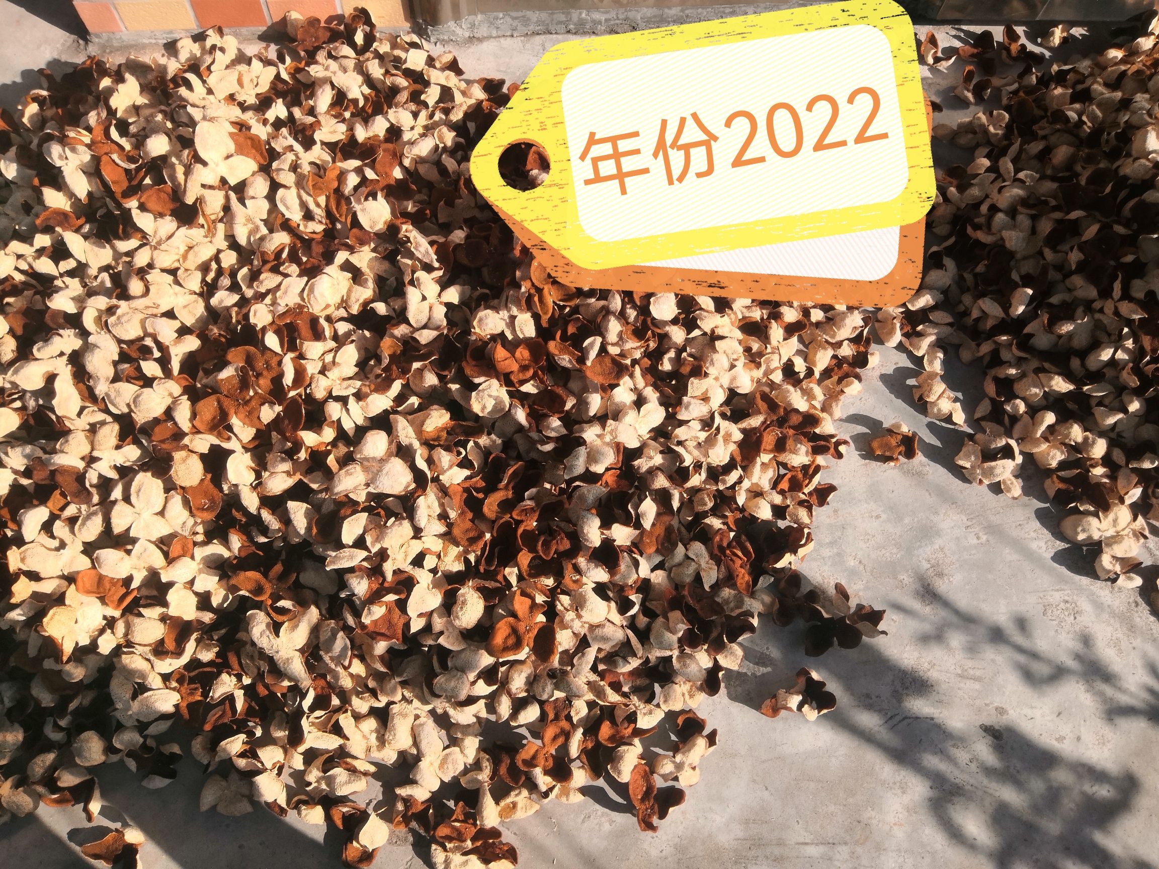 新会陈皮 柑下乘凉 用心去做！