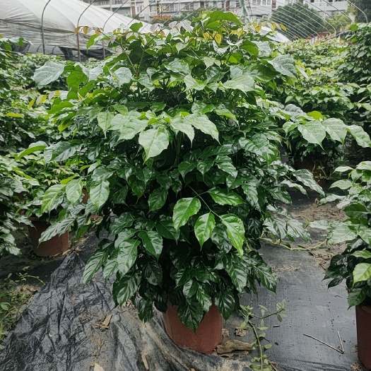 滇菜豆树 绿宝
