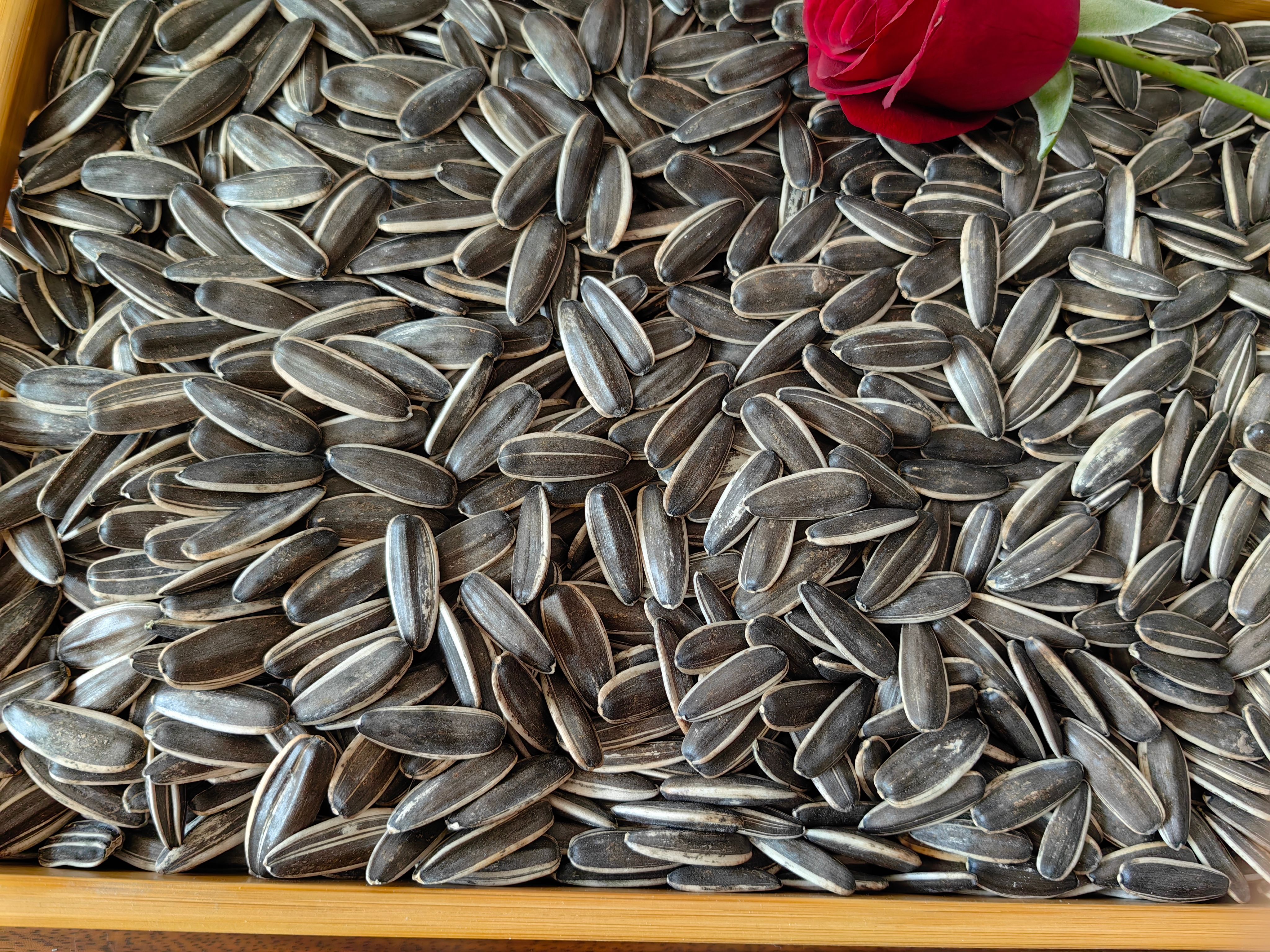 葵瓜子三瑞九号