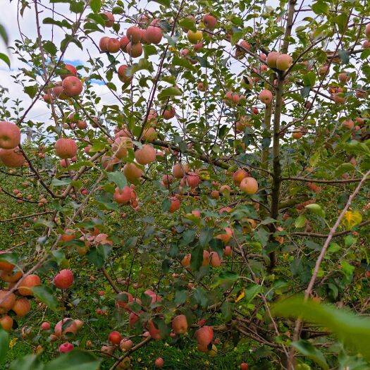 威宁县高原冷凉糖心苹果，天然无激素，日照充足，产地直采