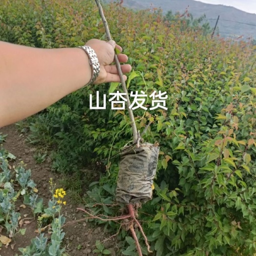 定西甘肃山杏，营养杯山杏大量批发