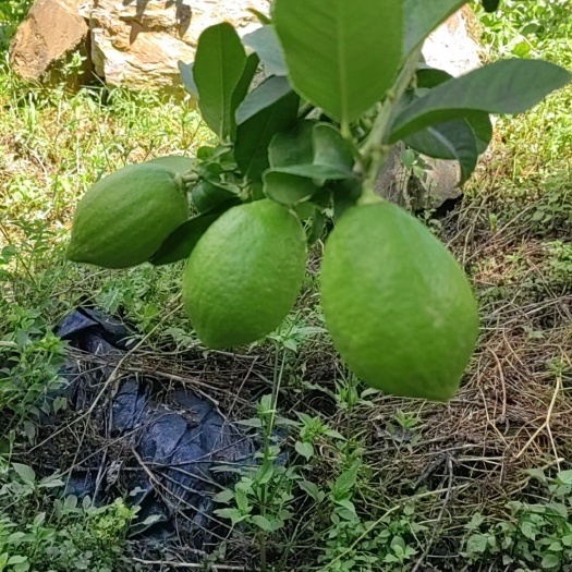 巍山县出售广东无籽香水柠檬